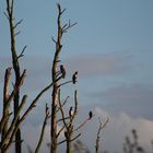 Vogelparadies im Herbst