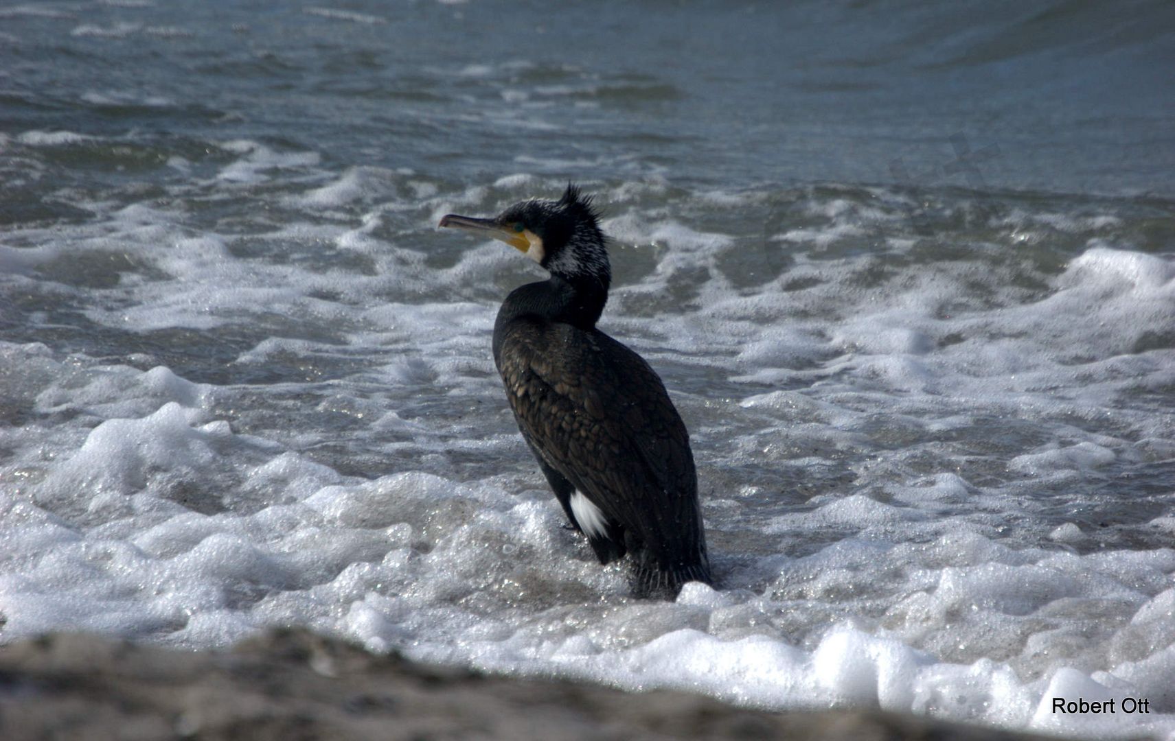 Vogelparadies Insel Hiddensee Kormoran