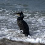 Vogelparadies Insel Hiddensee Kormoran