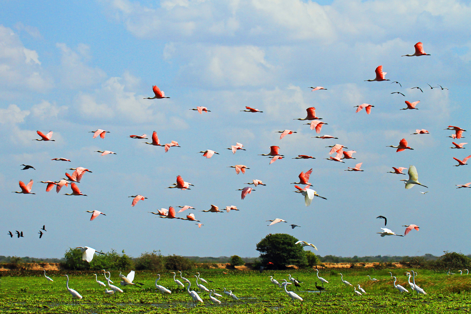 Vogelparadies Llanos, Venezuela