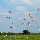 Vogelparadies Llanos, Venezuela