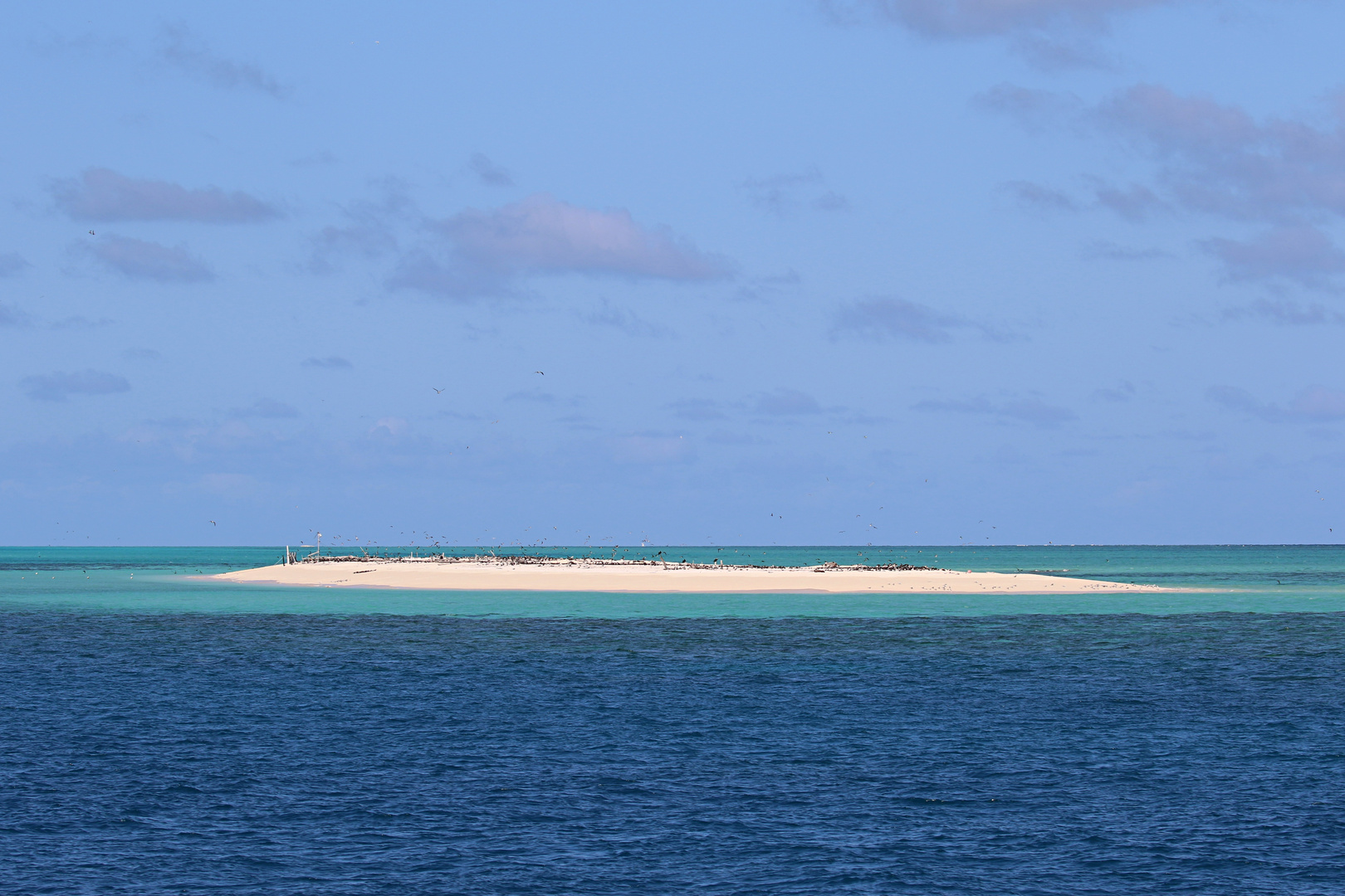 Vogelparadies Michaelmas Cay ...