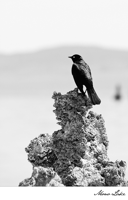 Vogelparadies Mono Lake