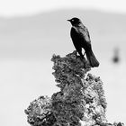 Vogelparadies Mono Lake