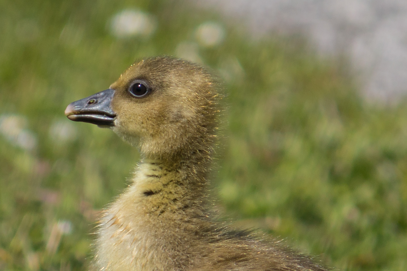 Vogelparadies Neusiedlersee 7