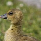 Vogelparadies Neusiedlersee 7