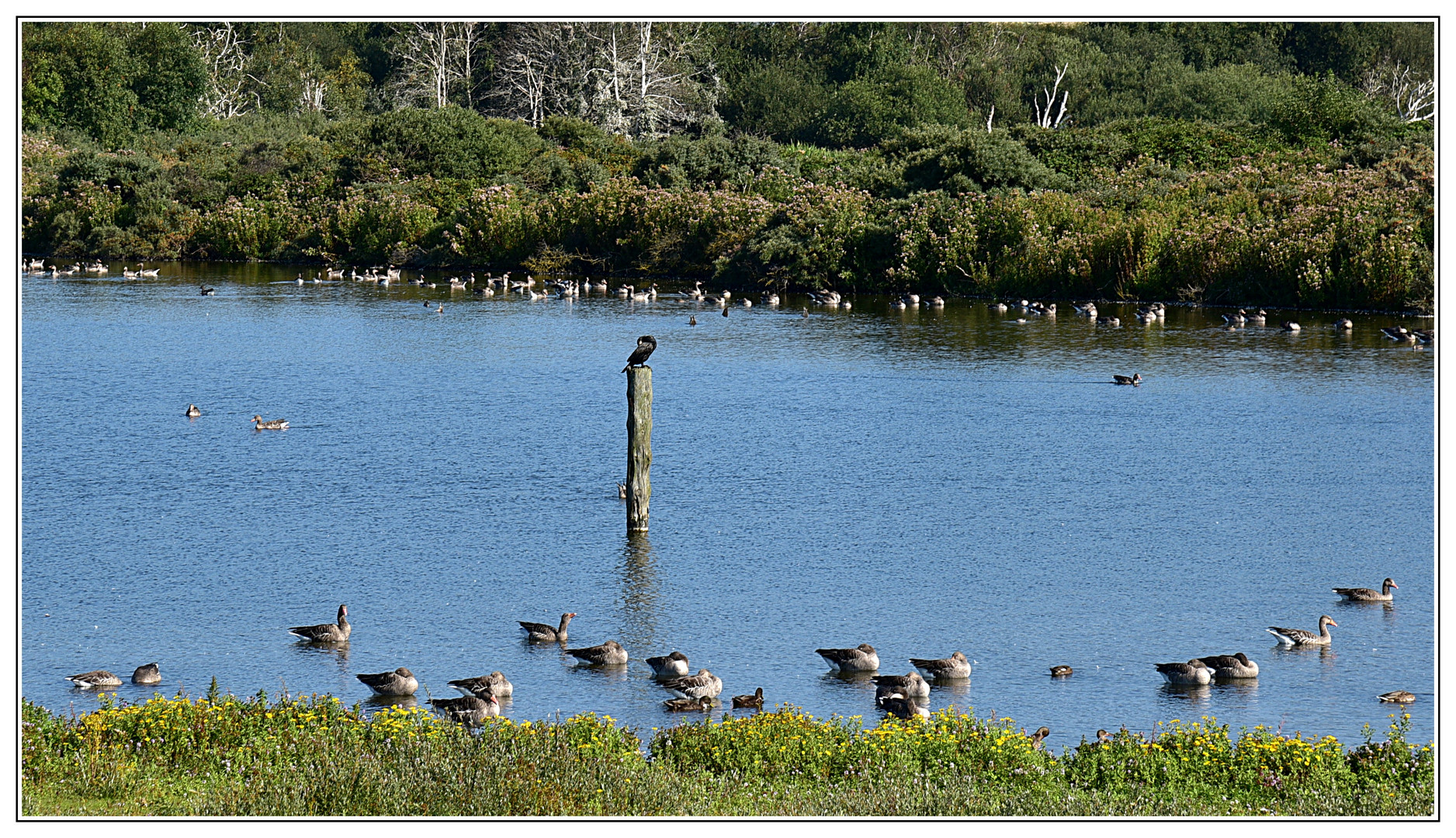 Vogelparadies Norderney