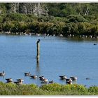 Vogelparadies Norderney