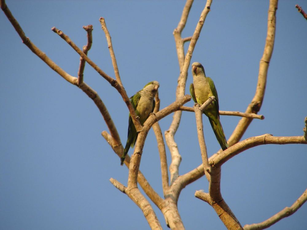 Vogelparadies Pantanal