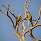 Vogelparadies Pantanal