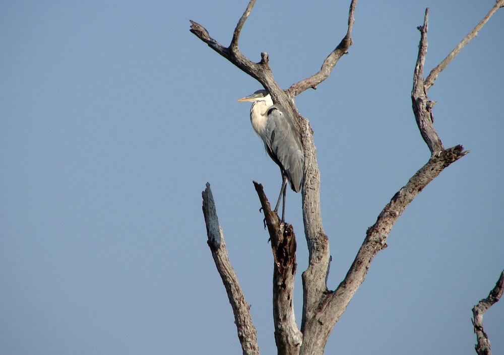 Vogelparadies Pantanal II