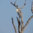 Vogelparadies Pantanal II