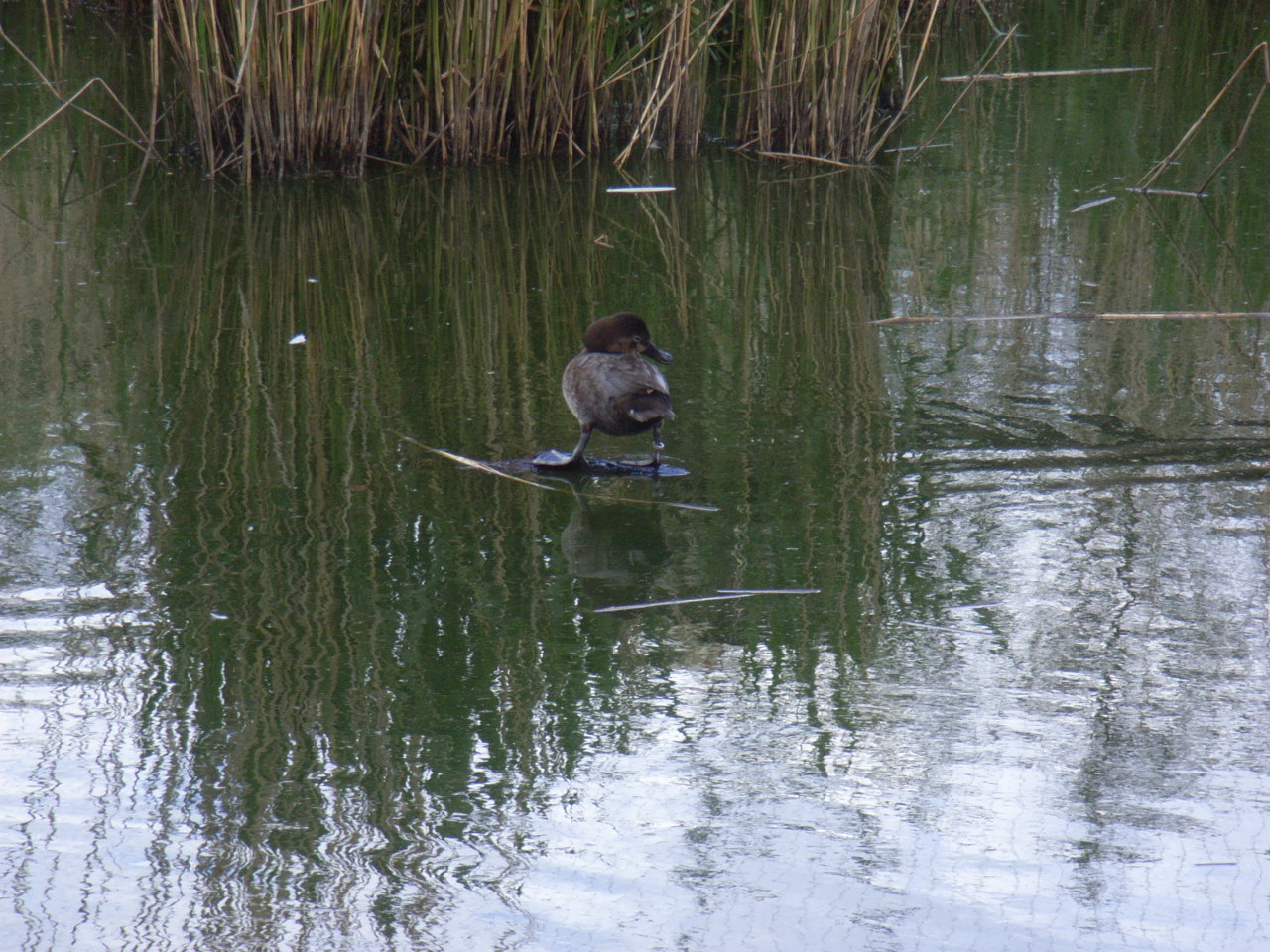 Vogelpark 2