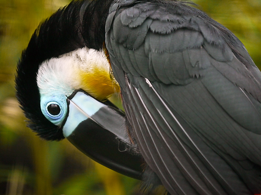 Vogelpark 2011_03