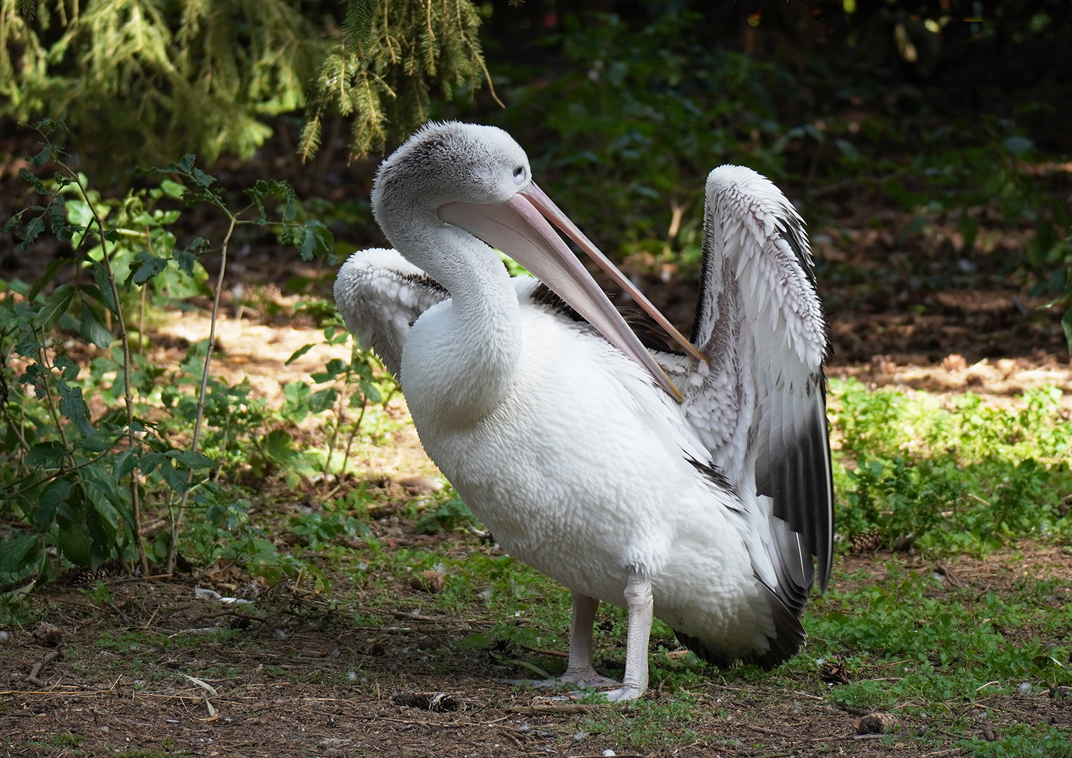 Vogelpark