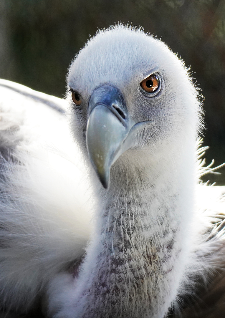 Vogelpark 