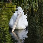 Vogelpark 