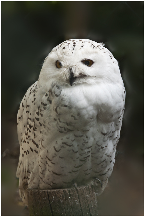 Vogelpark Abensberg