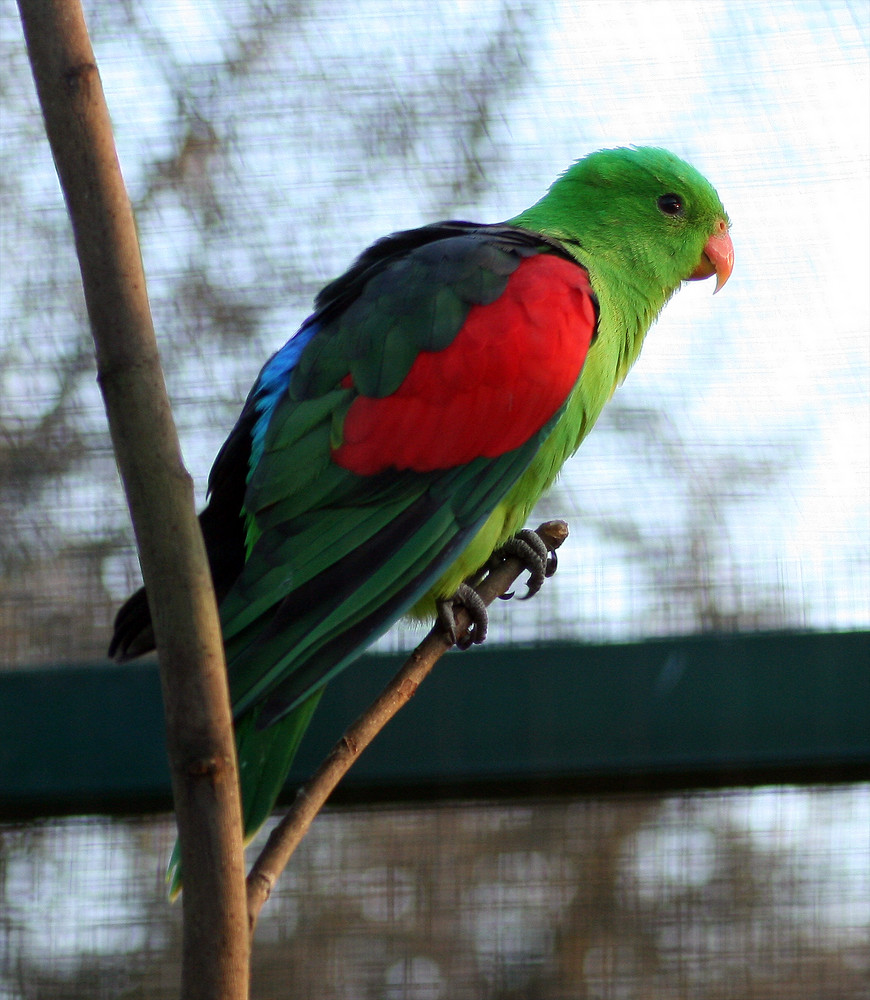 Vogelpark Bad Nenndorf #1