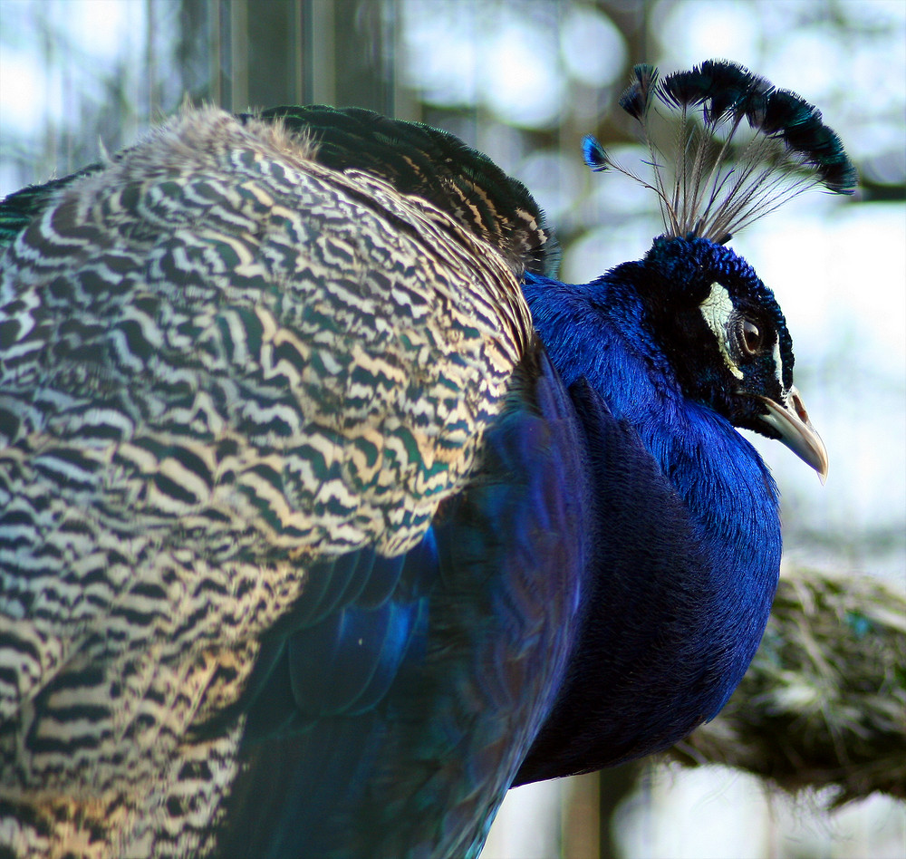 Vogelpark Bad Nenndorf #4