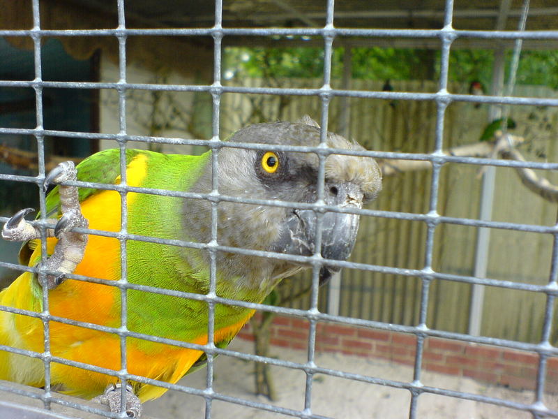 Vogelpark - Bild mit Fotohandy Sony Erricson K 750 i