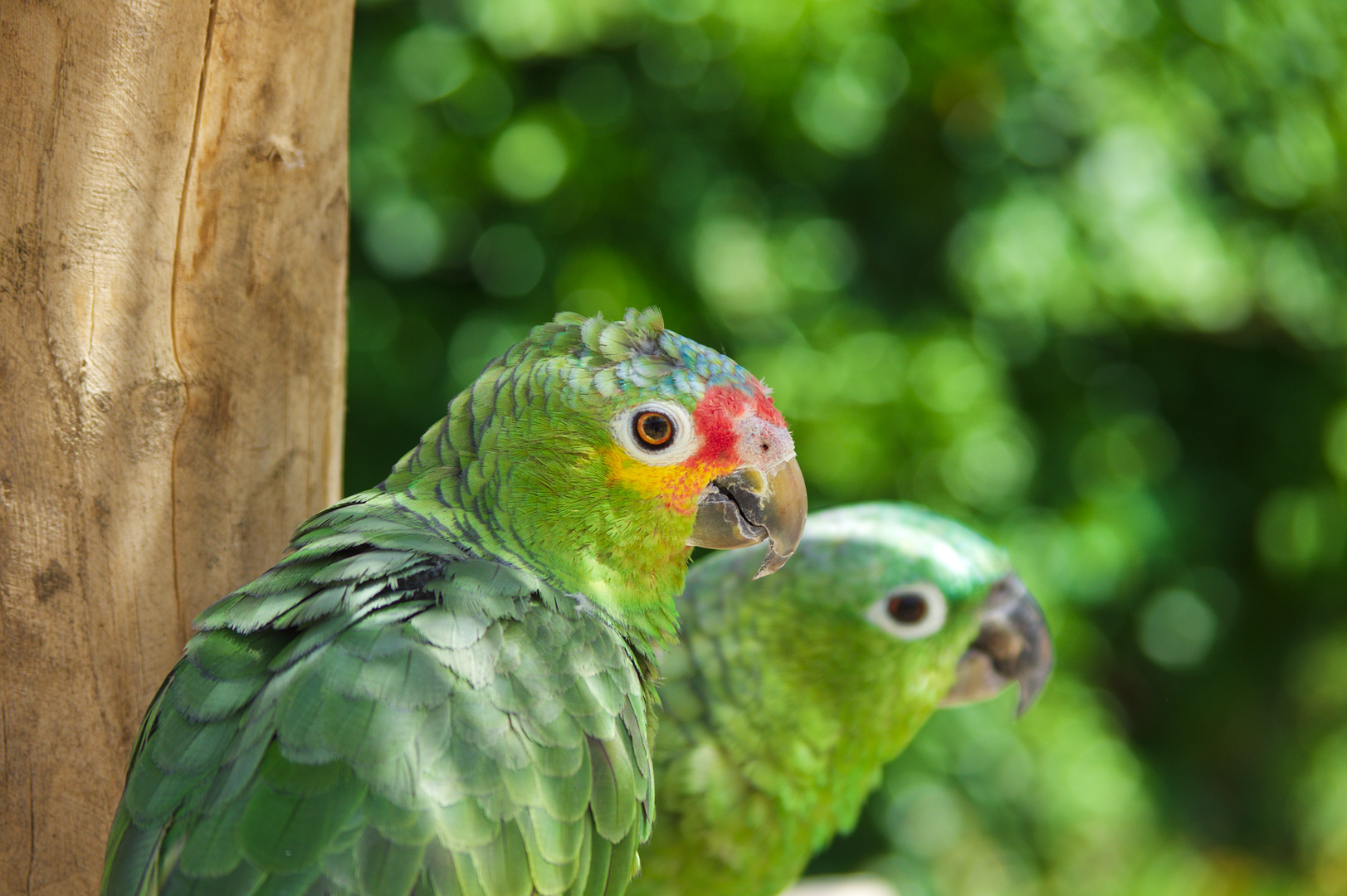 Vogelpark Detmold 1