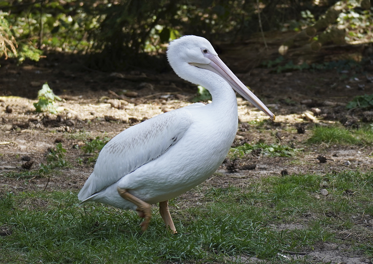 Vogelpark