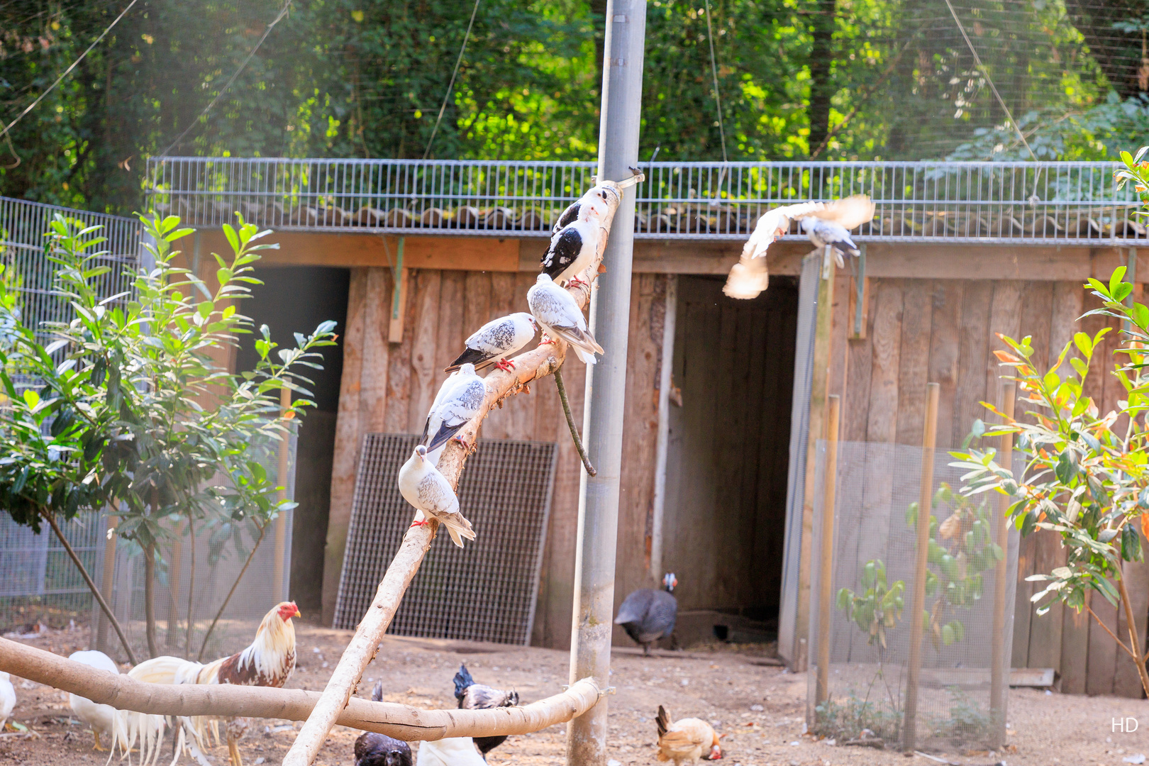 Vogelpark Hambrücken - Gefflügel imGehege