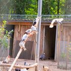 Vogelpark Hambrücken - Gefflügel imGehege