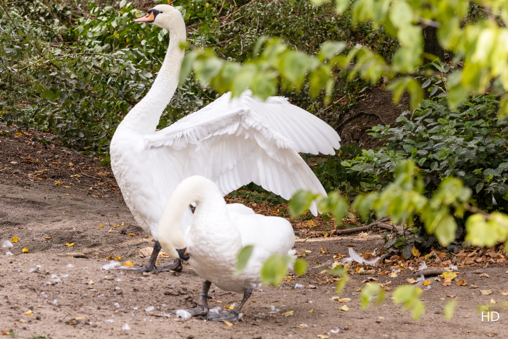 Vogelpark Hambrücken - Höckerschwanenpaar (Cygnus olor)