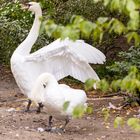 Vogelpark Hambrücken - Höckerschwanenpaar (Cygnus olor)