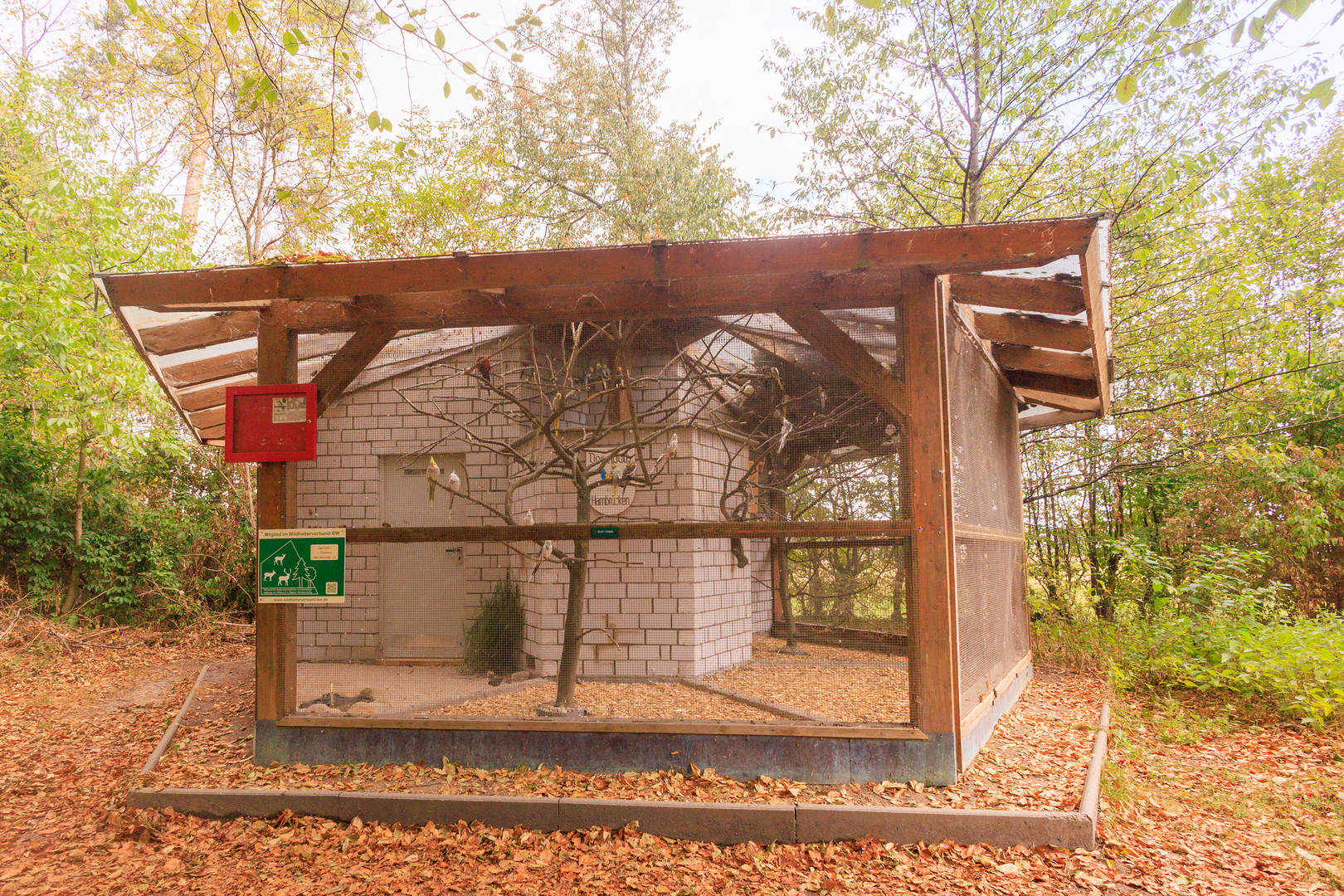 Vogelpark Hambrücken - Nymphensittiche