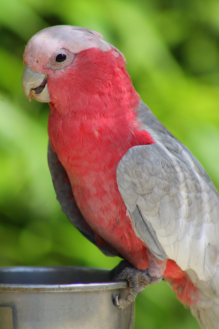 Vogelpark Heiligenkirchen