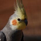 Vogelpark Heiligenkirchen