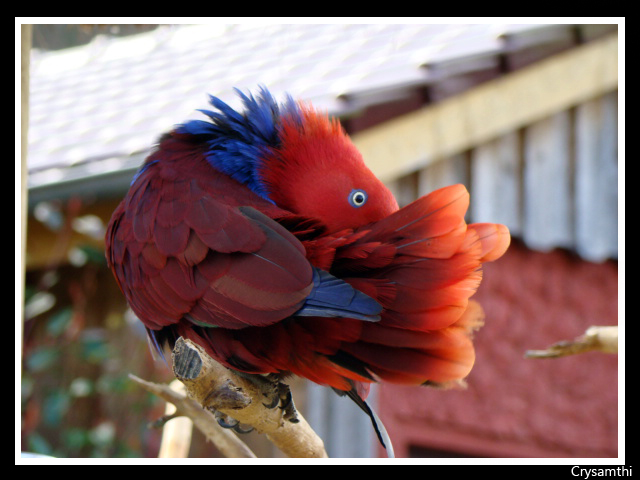 Vogelpark Heiligenkirchen - Sommer 08