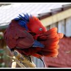 Vogelpark Heiligenkirchen - Sommer 08