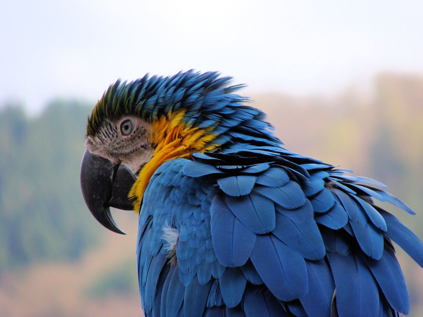 Vogelpark Herborn-Uckersdorf