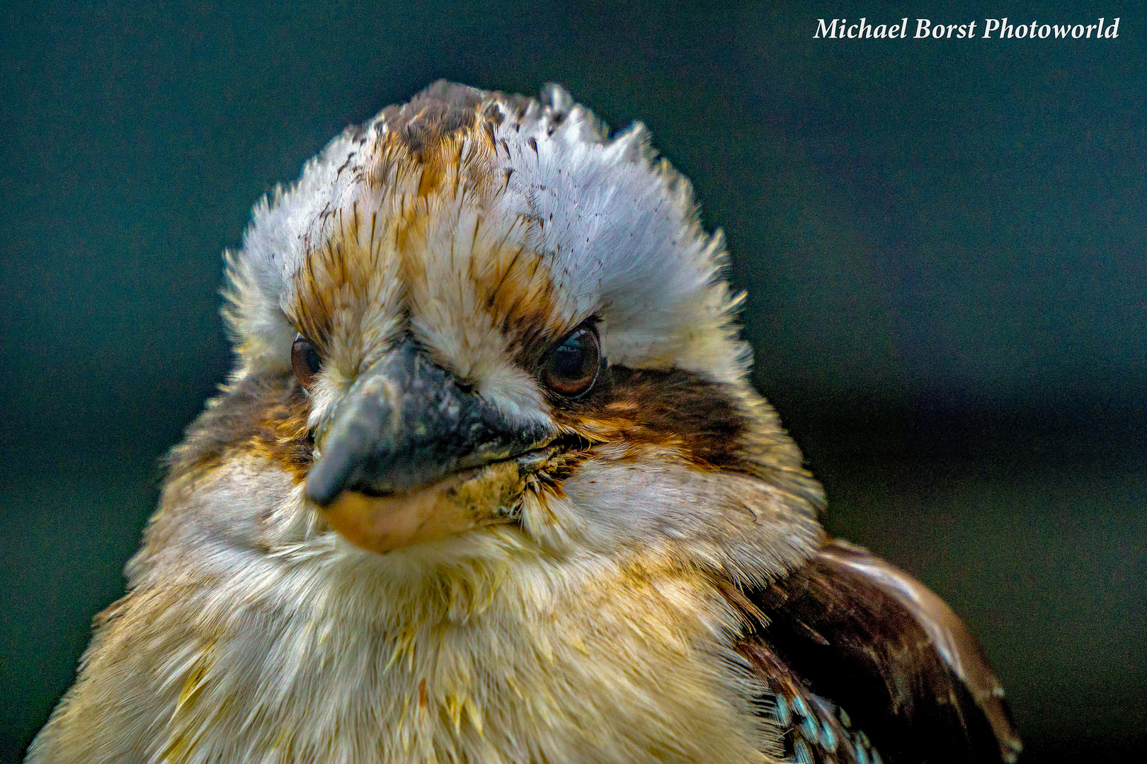 Vogelpark in Forst- Baden