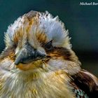 Vogelpark in Forst- Baden