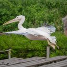 Vogelpark Marlow