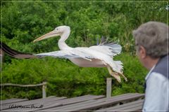 Vogelpark Marlow