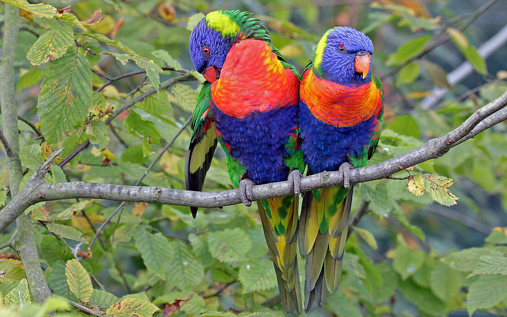 vogelpark marlow einfach nur hammermegageil