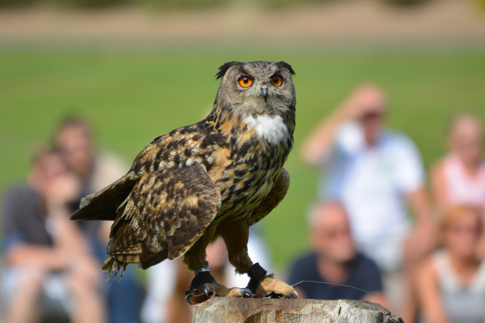 Vogelpark Marlow