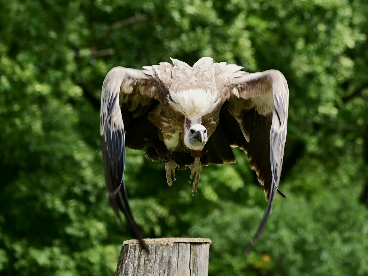 Vogelpark nahe Wunsiedel - Geier beim Start