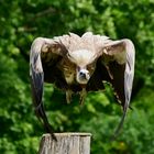 Vogelpark nahe Wunsiedel - Geier beim Start