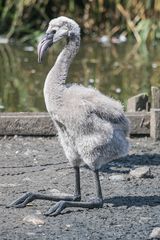 Vogelpark Niendorf / 19.08.20 / 10