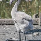 Vogelpark Niendorf / 19.08.20 / 10