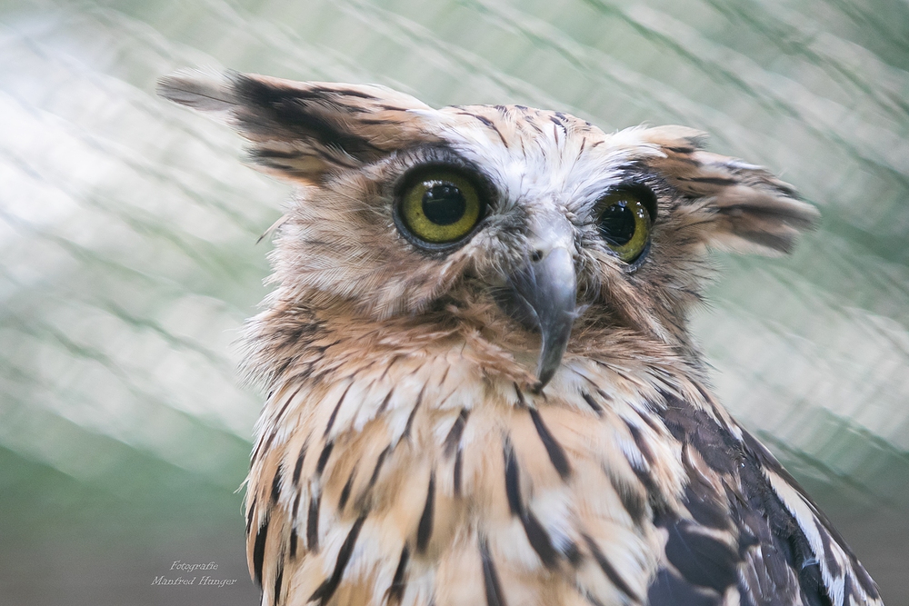 Vogelpark Niendorf / 19.08.20 / 2