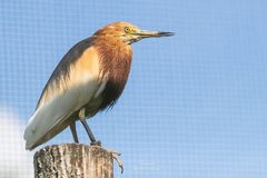 Vogelpark Niendorf / 19.08.20 / 3