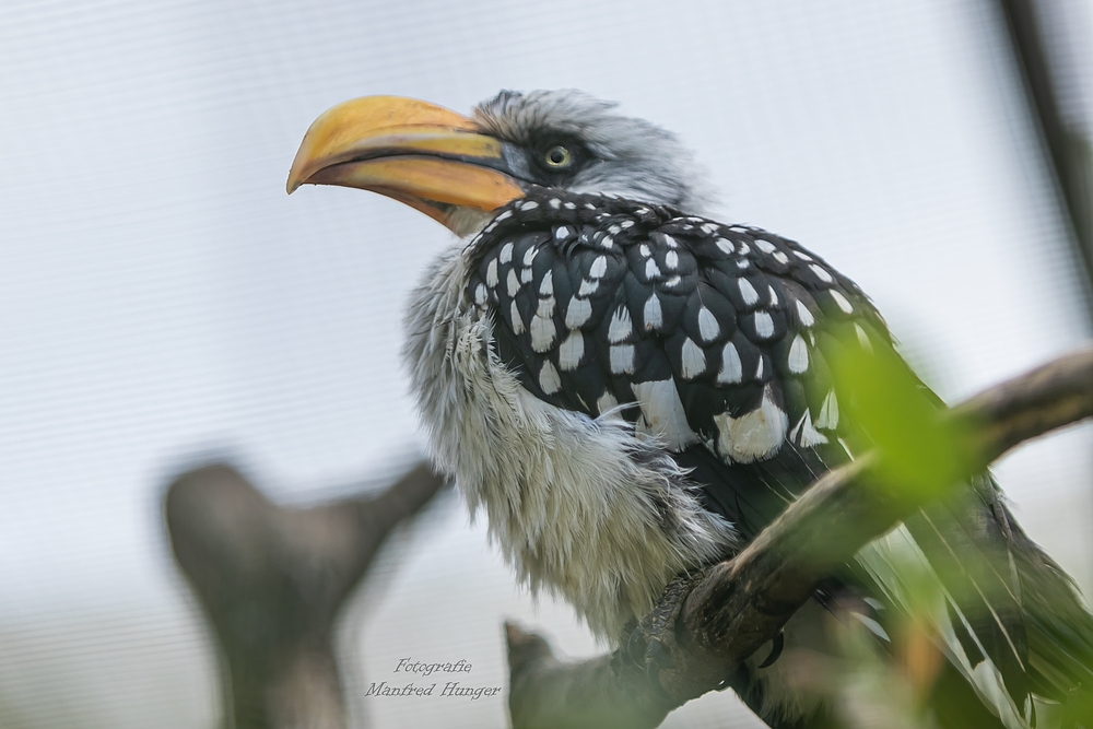 Vogelpark Niendorf / 19.08.20 / 4